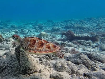 Turtle Journey scene